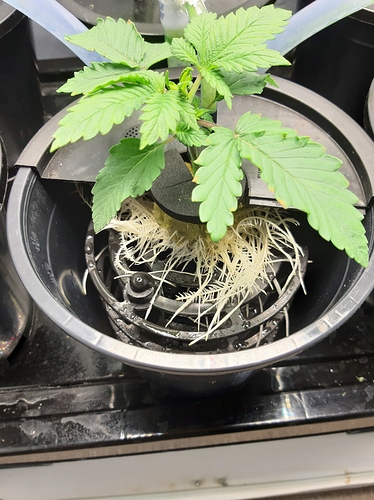 Growreport Bild 1