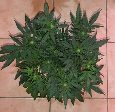 Growreport Bild 21