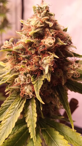 Growreport Bild 13