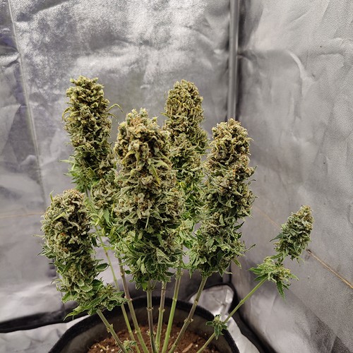 Growreport Bild 19