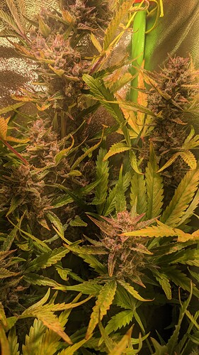 Growreport Bild 7