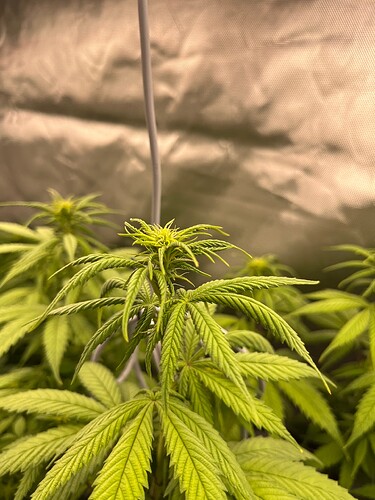 Growreport Bild 3