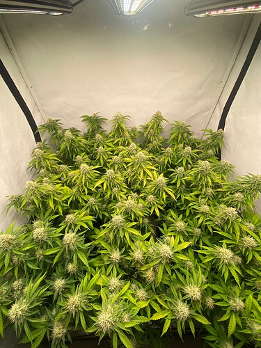 Growreport Bild 7