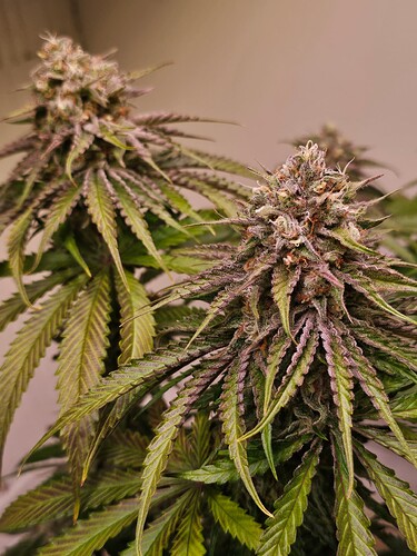 Growreport Bild 19