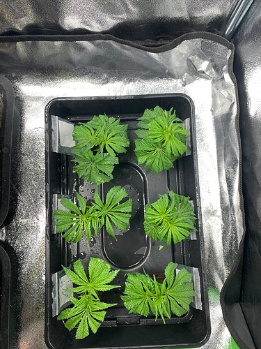 Growreport Bild 19