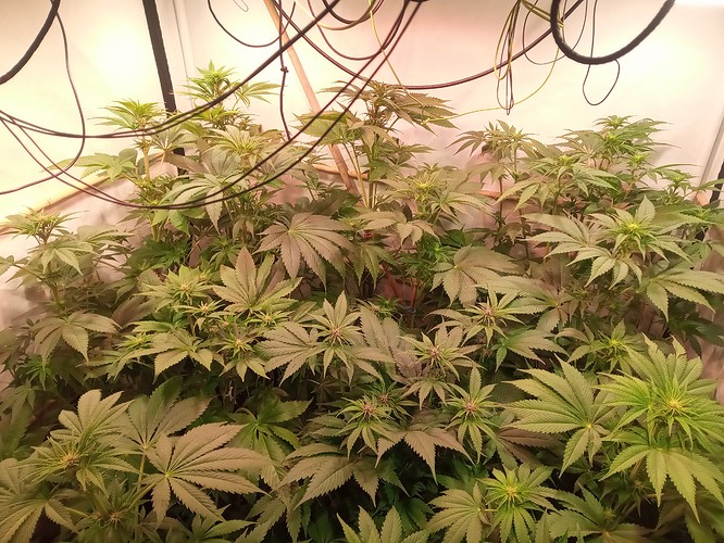 Growreport Bild 8