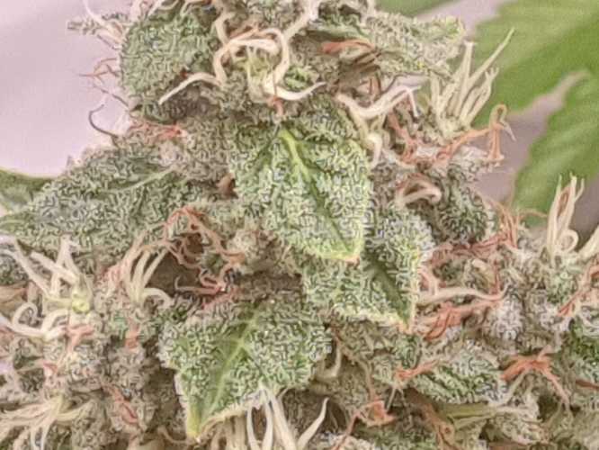Growreport Bild 13