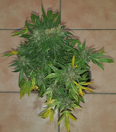 Growreport Bild 2