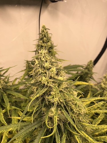 Growreport Bild 2