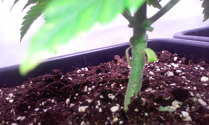 Growreport Bild 3