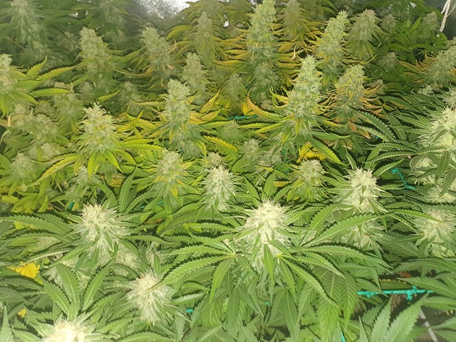 Growreport Bild 1