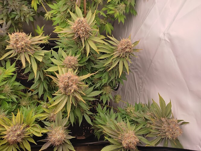 Growreport Bild 10