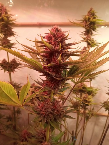 Growreport Bild 32