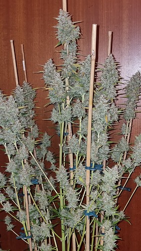 Growreport Bild 11