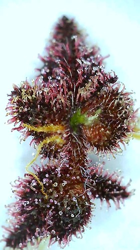 Growreport Bild 1