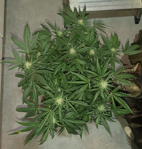 Growreport Bild 2