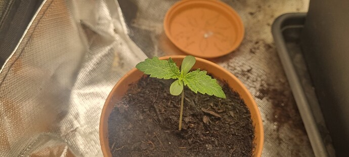 Growreport Bild 3