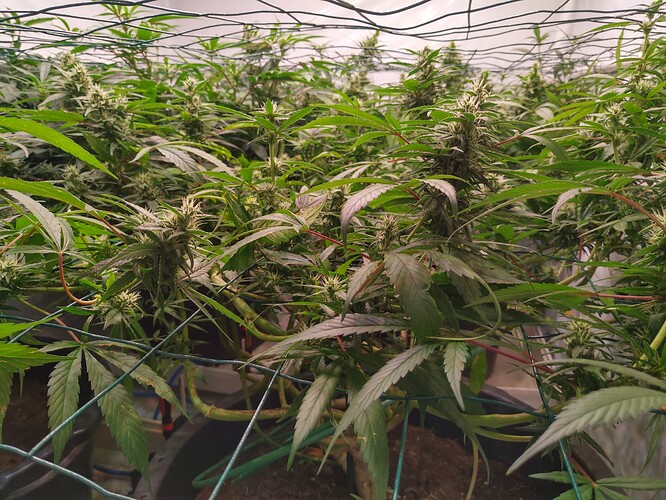 Growreport Bild 5