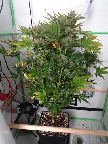Growreport Bild 1