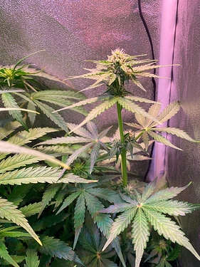 Growreport Bild 2