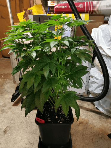 Growreport Bild 15