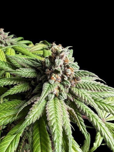 Growreport Bild 33