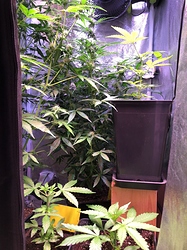Growreport Bild 26