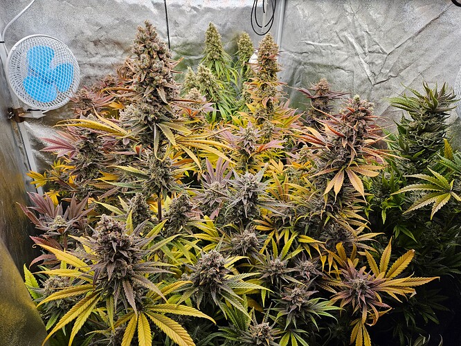 Growreport Bild 35