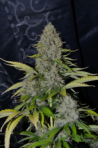 Growreport Bild 4