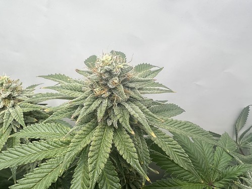 Growreport Bild 12