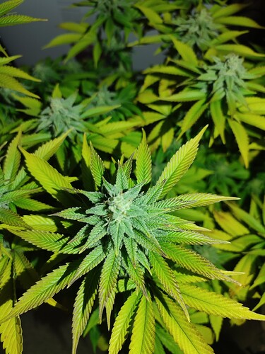 Growreport Bild 6
