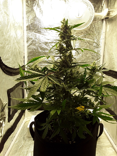 Growreport Bild 1