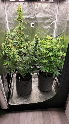Growreport Bild 3