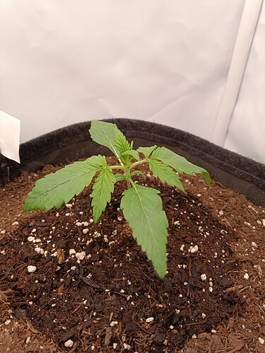 Growreport Bild 2
