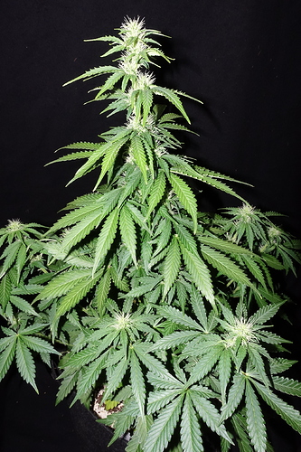 Growreport Bild 17