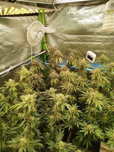 Growreport Bild 2