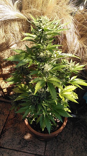 Growreport Bild 6