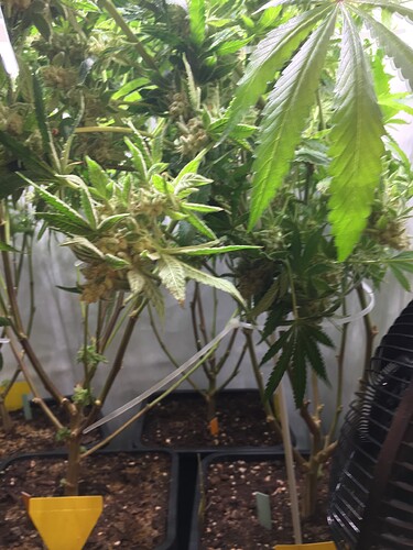 Growreport Bild 1