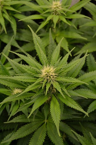 Growreport Bild 8