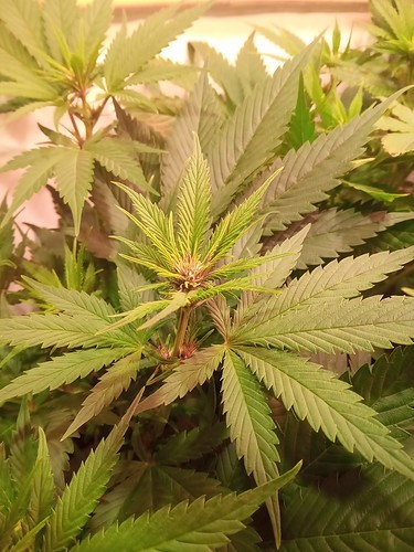 Growreport Bild 44