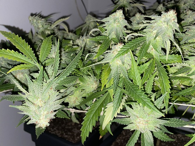 Growreport Bild 12