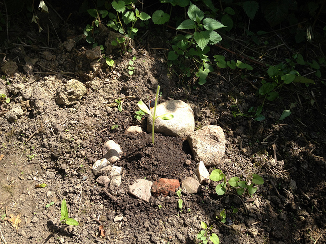 Sonnenblume3RIP