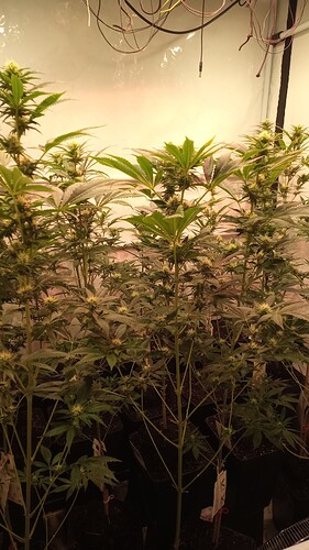Growreport Bild 15