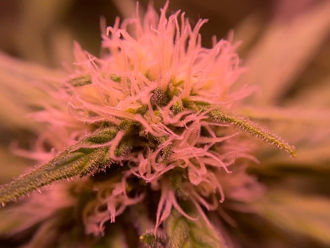 Growreport Bild 9