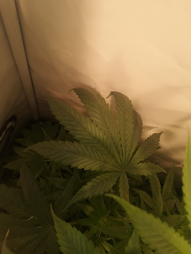 Growreport Bild 3