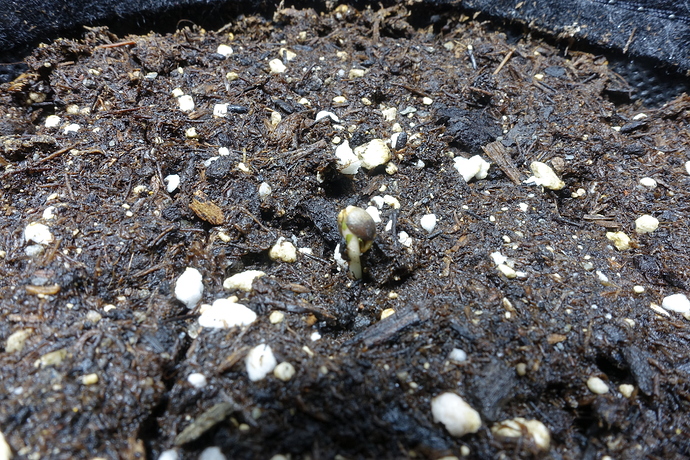 Growreport Bild 1