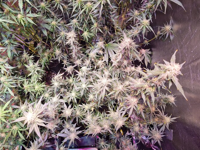 Growreport Bild 20