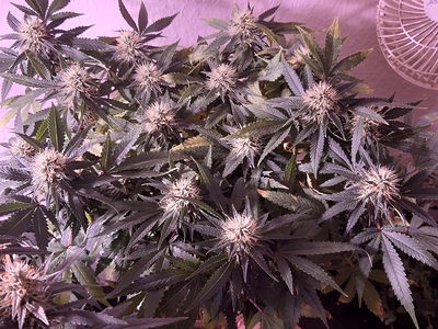 Growreport Bild 6