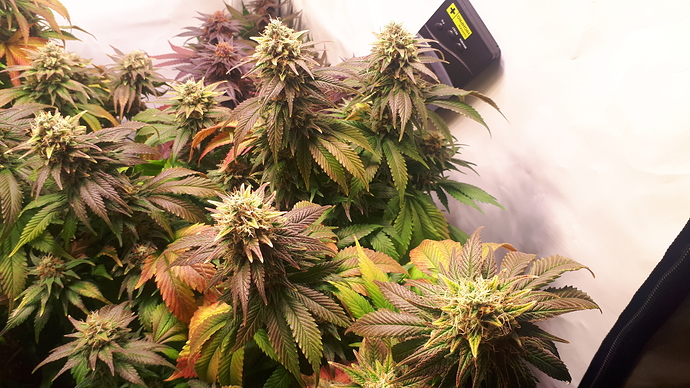 Growreport Bild 2