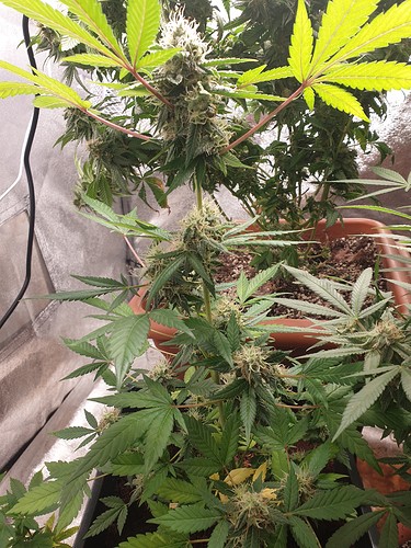 1626626890368884626712725846363